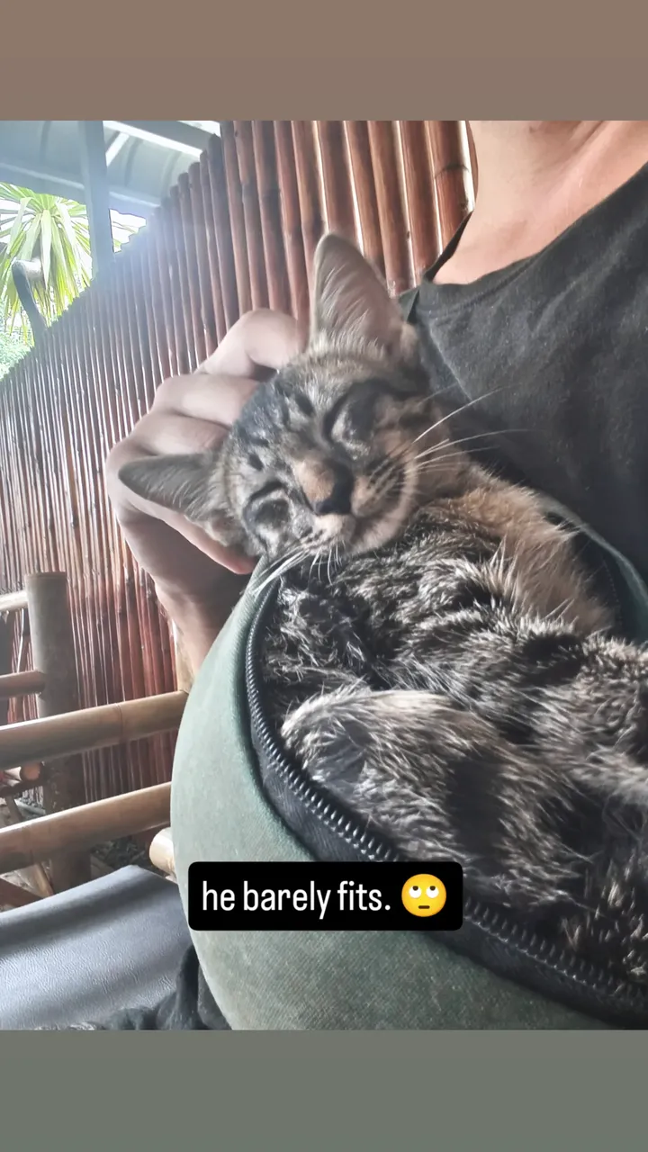 Cat find, story 1