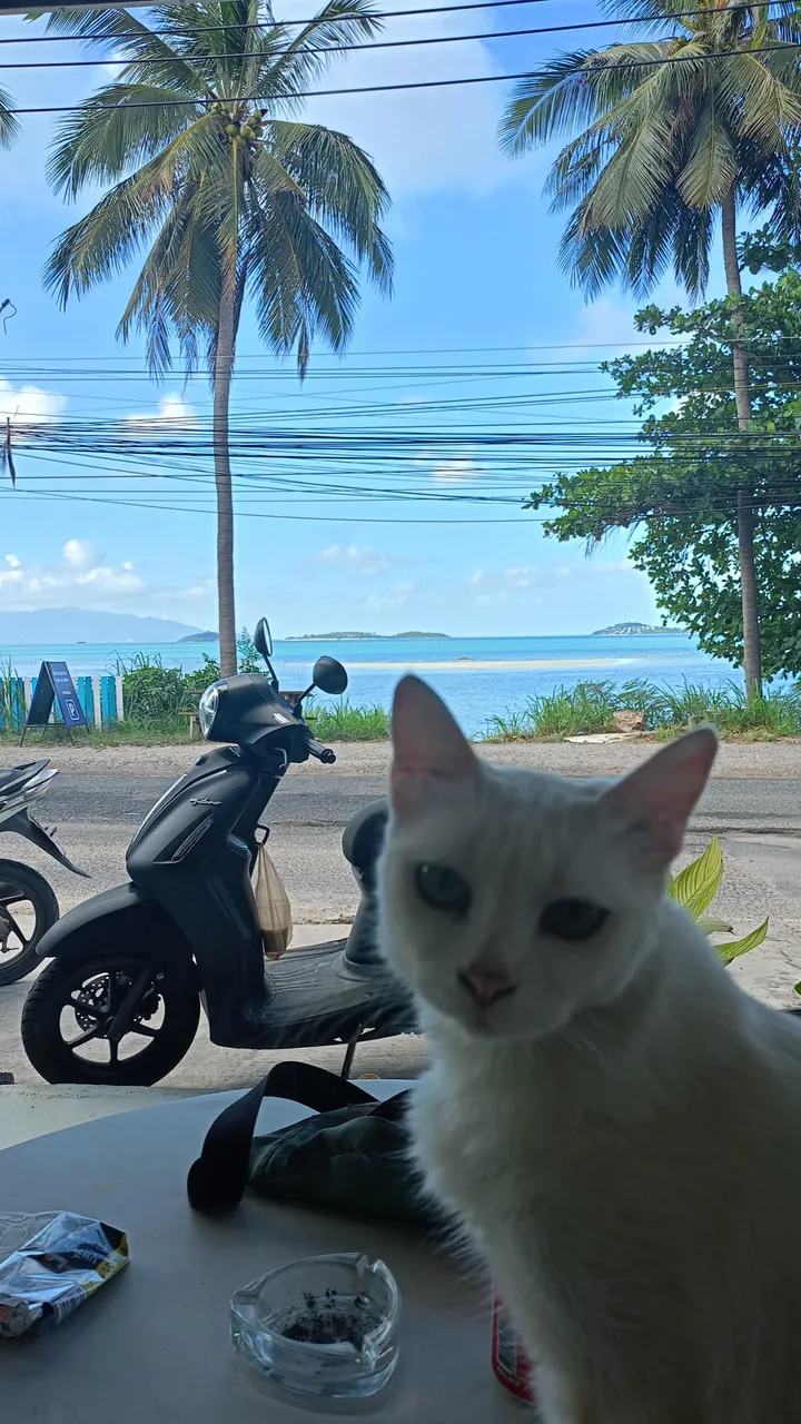 Cat find, story 2