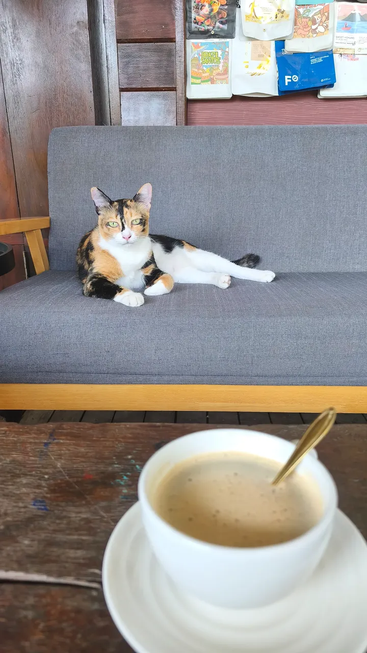Cat find, story 3