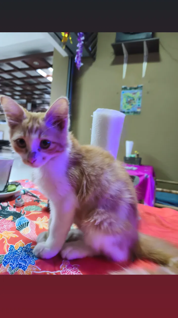 Cat find, story 4